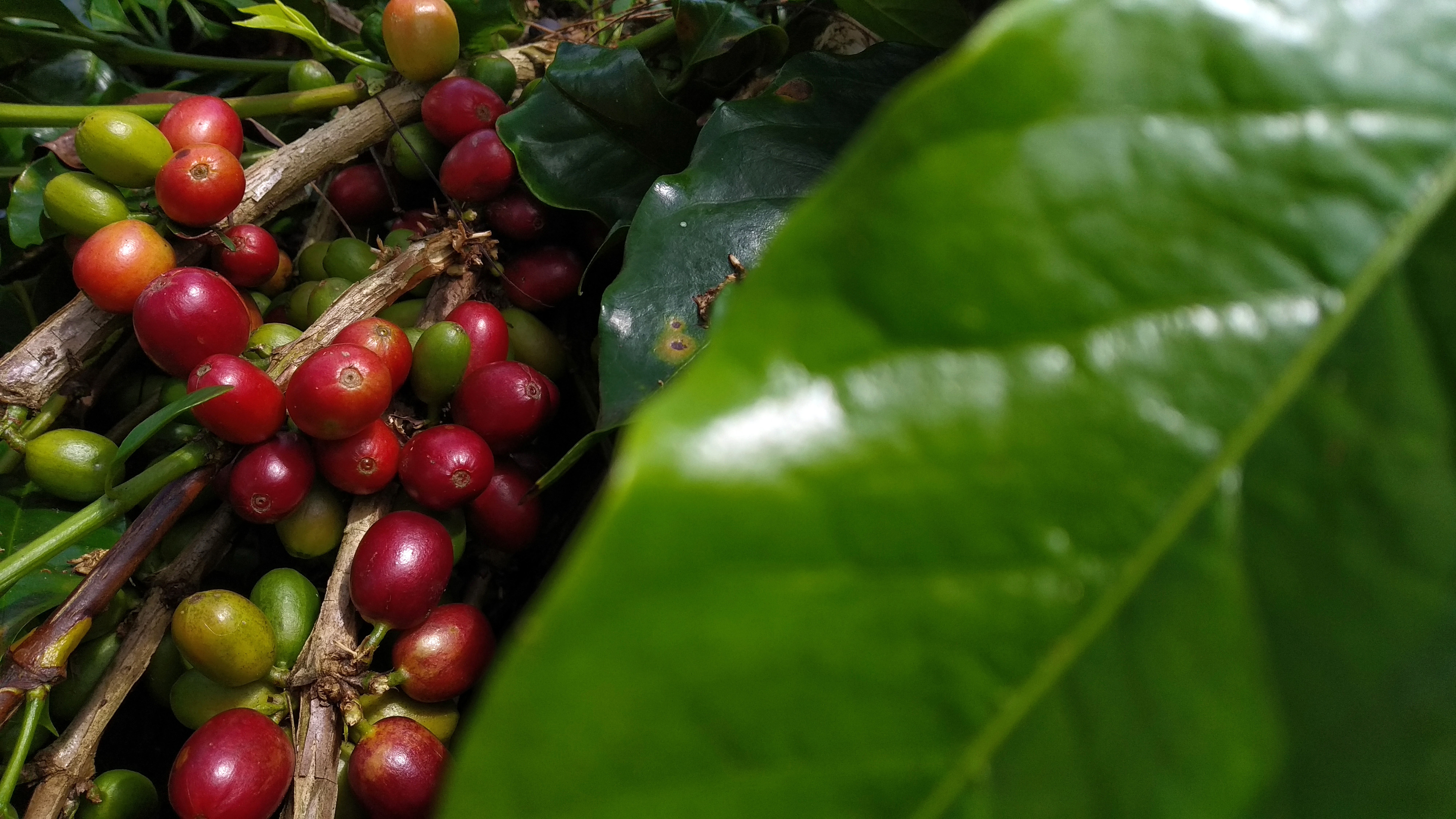 Kopi Arabika Gayo di Kampung Daling